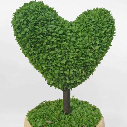 Cây may mắn hình trái tim chậu sứ LUCK002