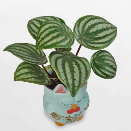 Cây dưa hấu ‘Watermelon’ để bàn chậu cú mèo PEWA003