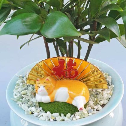 Cây kim giao để bàn tiểu cảnh ‘mèo chiêu tài’ KIGI001