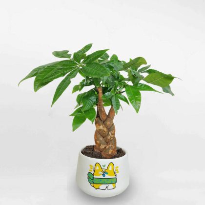 Cây kim ngân bính để bàn chậu sứ có hình LONI021