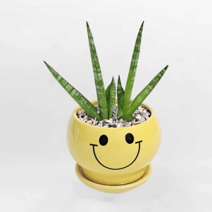 Cây Lưỡi Hổ Vương Miện chậu sứ để bàn Sansevireria Cylindrica SANS002