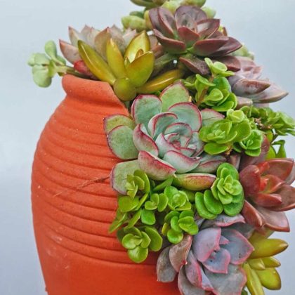 Cây sen đá mix chậu lu bể đất nung SCMI001