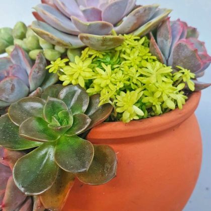 Cây sen đá mix chậu lu bể đất nung SCMI002